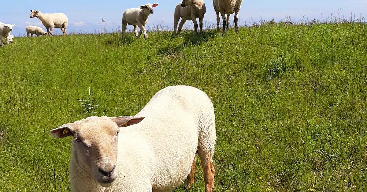 A-herd-of-sheep-walking-across-a-grass-field