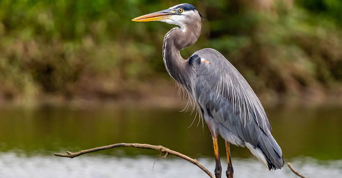 A-heron-on-a-brown-wooden-stick