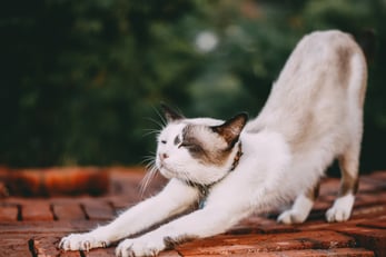 cat stretching body