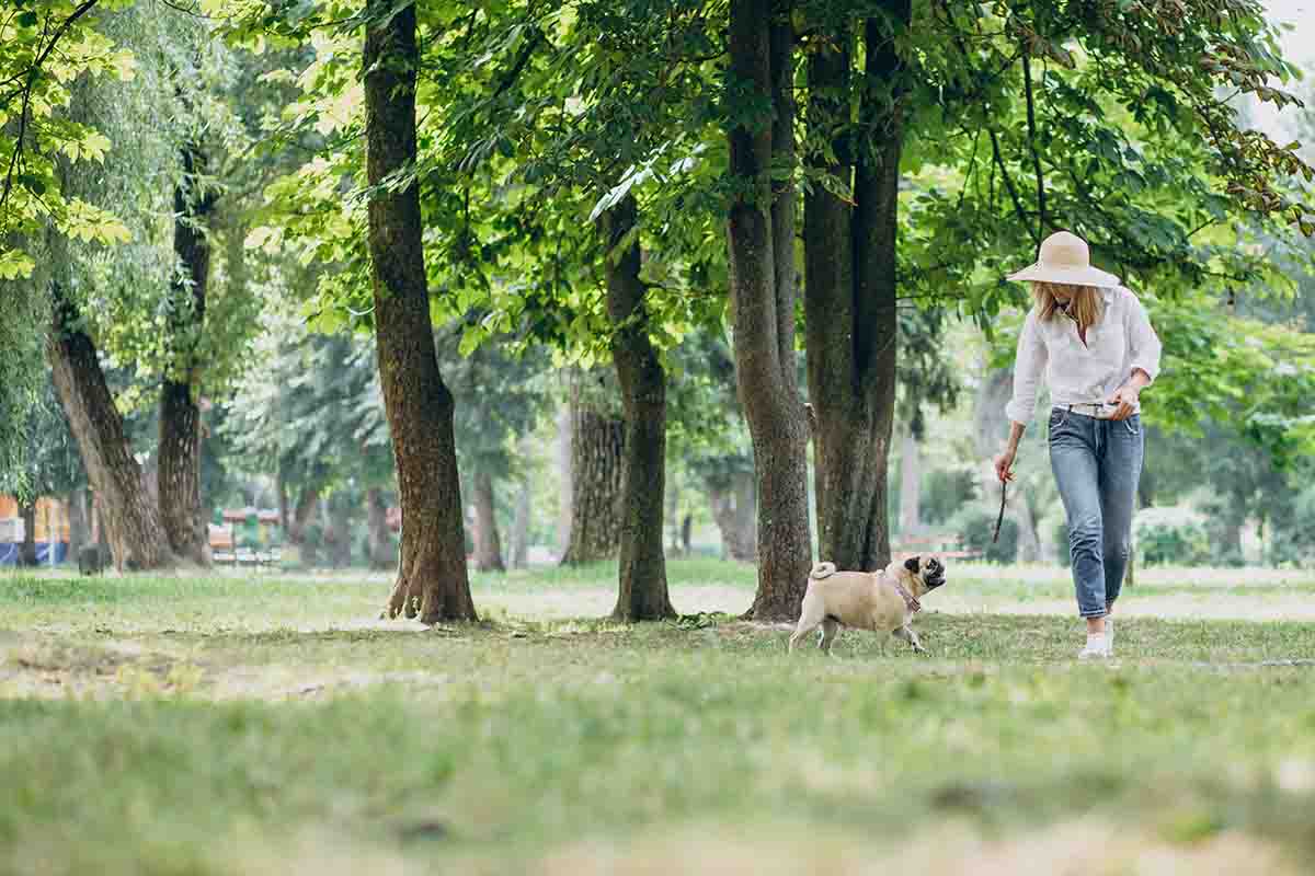 woman-having-walk-park-with-her-pug-dog-pet